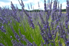 Ruta-de-la-lavanda-Ferrassieres-lavanda