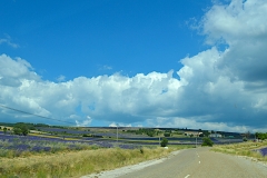 Ruta-de-la-lavanda-Ferrassieres-ruta