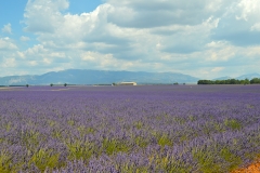 Ruta-de-la-lavanda-Valensole-campos