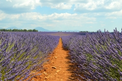 Ruta-de-la-lavanda-Valensole