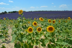 Ruta-de-la-lavanda-girasoles-lavanda