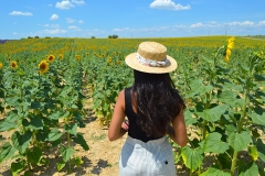 Ruta-de-la-lavanda-girasoles